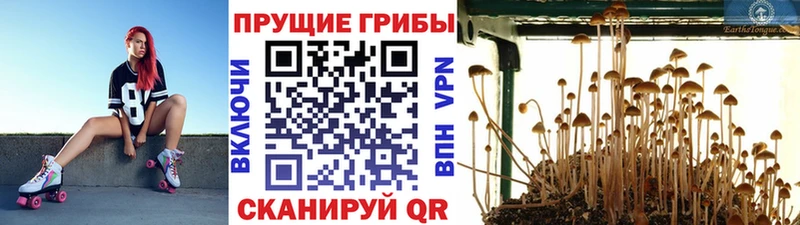 Галлюциногенные грибы Psilocybine cubensis  Суоярви 
